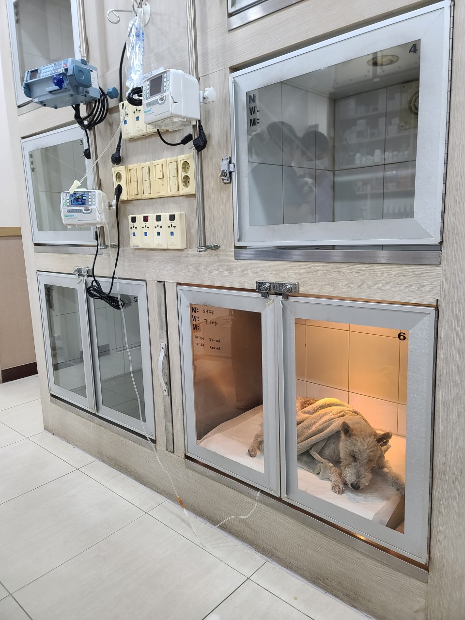 입원실 (강아지)